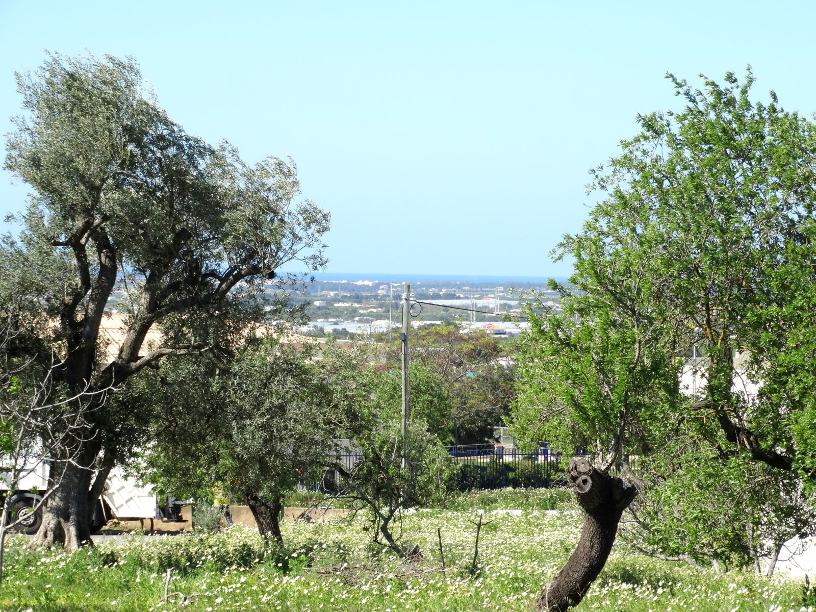 Faro